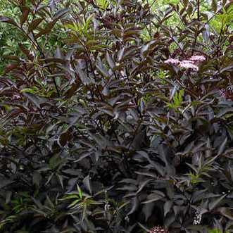 SAMBUCUS nigra f. porphyrophylla Thundercloud Black Elderberry