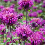MONARDA media Purple Bergamot Bee Balm