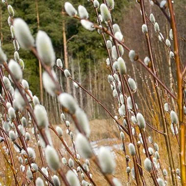 SALIX discolor White Pussy Willow