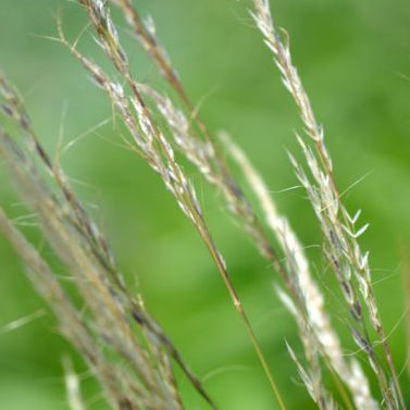 NASSELLA viridula Green Needle Grass