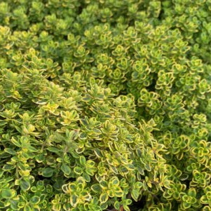 THYMUS x citriodorus aureus Golden Lemon Thyme