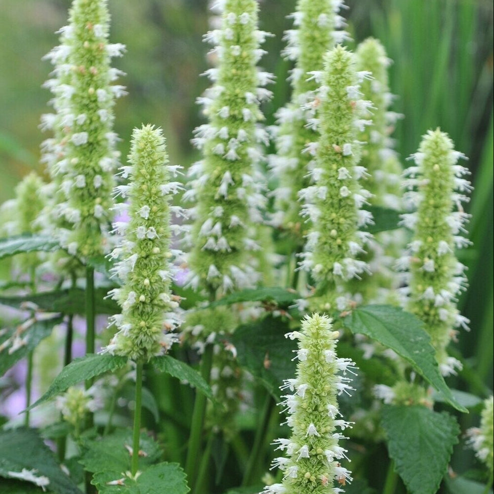 AGASTACHE rugosa f. albiflora Licorice White Hummingbird Mint