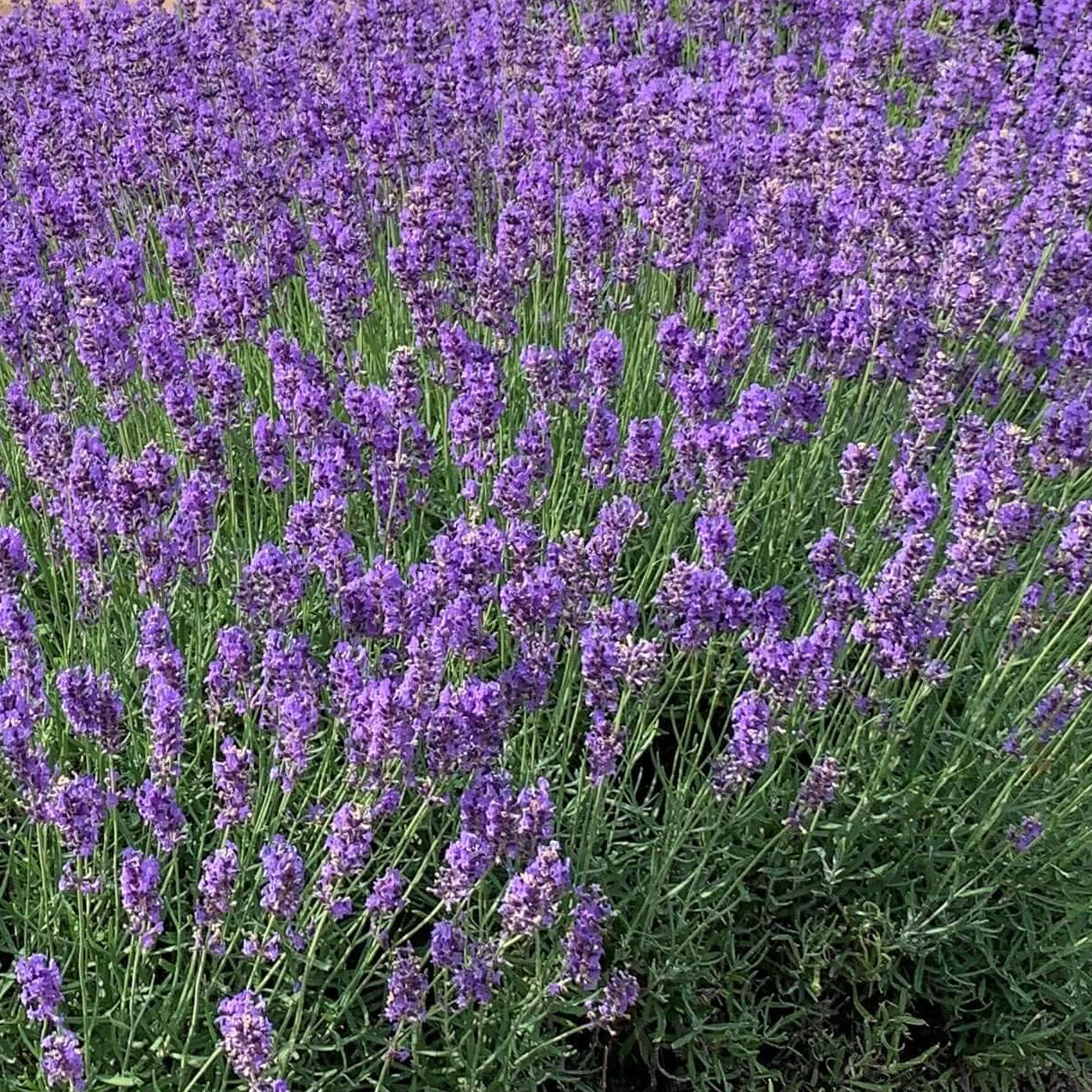 LAVANDULA angustifolia Hidcote Blue English Lavender