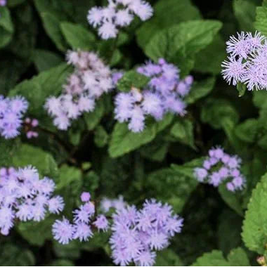 CONOCLINIUM coelestinum Blue Mistflower