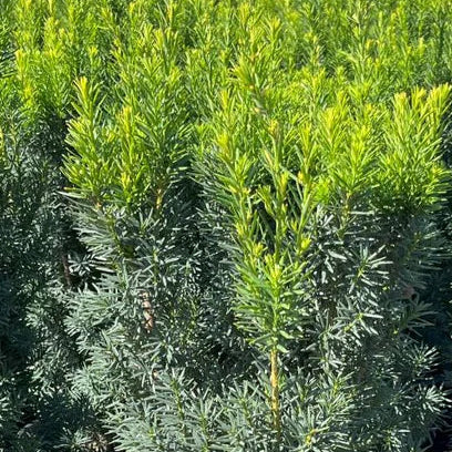 TAXUS x media hicksii Hicks Upright Yew