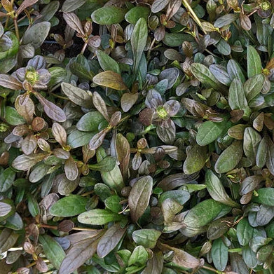 AJUGA reptans Chocolate Chip Bugleweed (Valfredda)