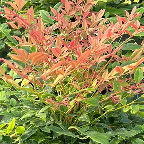 NANDINA domestica Gulf Stream Heavenly Bamboo