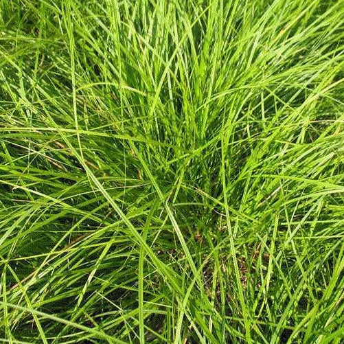 CAREX pensylvanica Pennsylvania Sedge