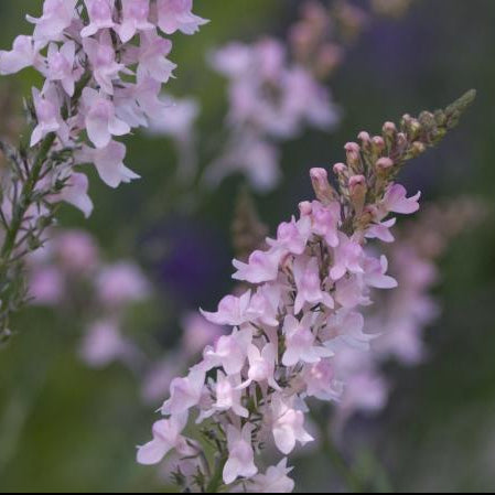 LINARIA purpurea Canon Went Pink Toadflax