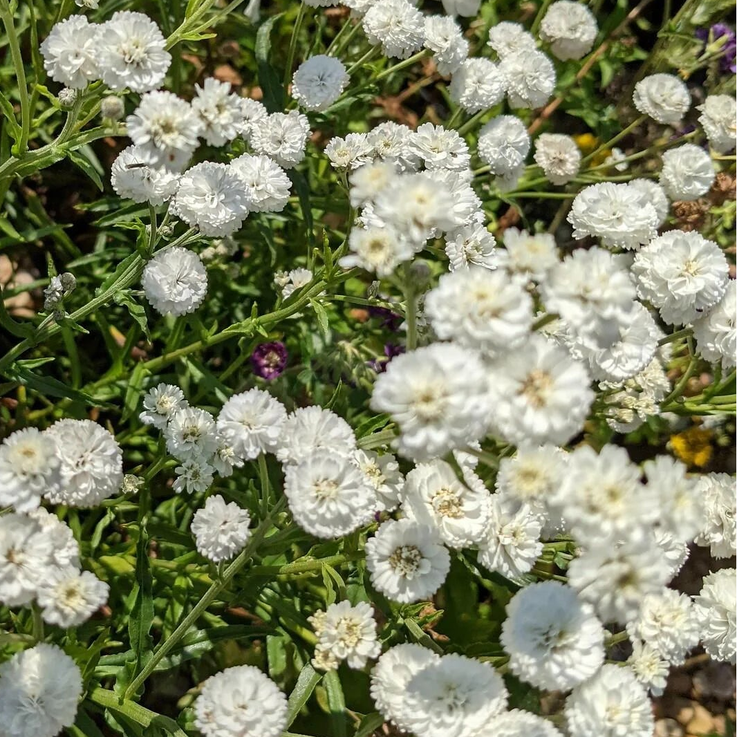 ACHILLEA ptarmica Double Diamond Pearl Yarrow