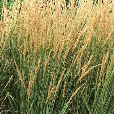 CALAMAGROSTIS acutiflora Karl Foerster Feather Reed Grass