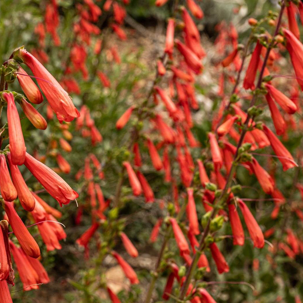PENSTEMON eatonii Firecracker Beardtongue
