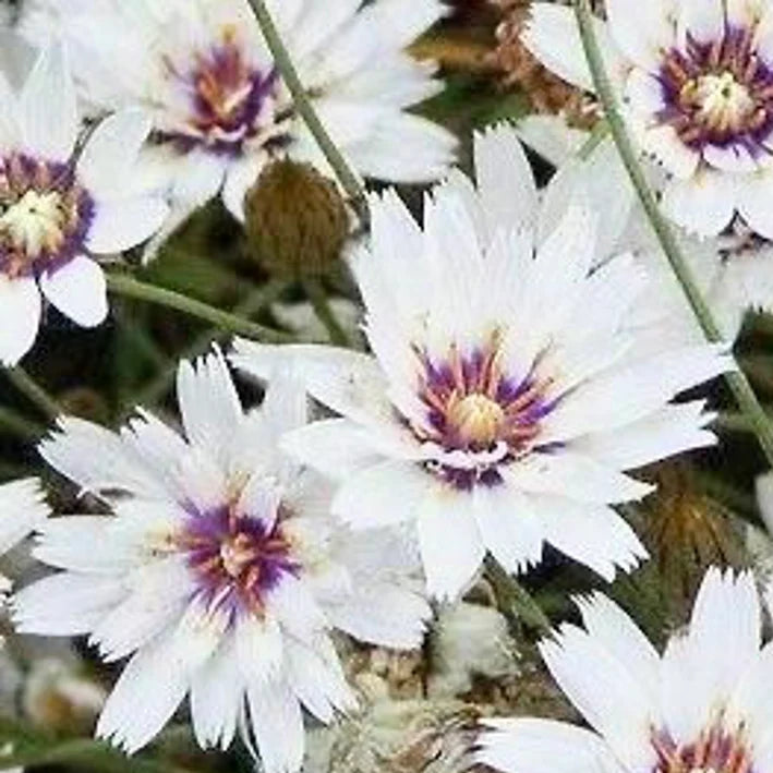 CATANANCHE caerulea Cupid's Dart Amor White