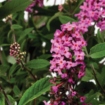 BUDDLEIA hybrid Baby Buzz Pink Butterfly Bush