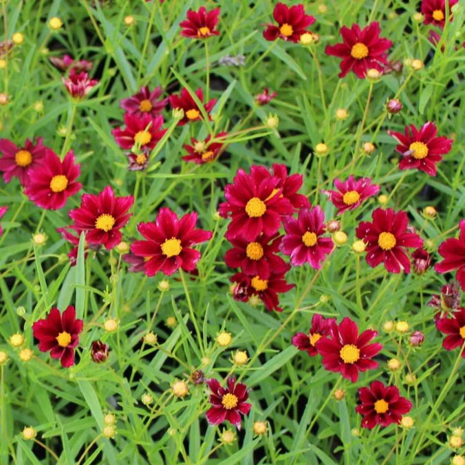 COREOPSIS hybrid Mercury Rising Tickseed