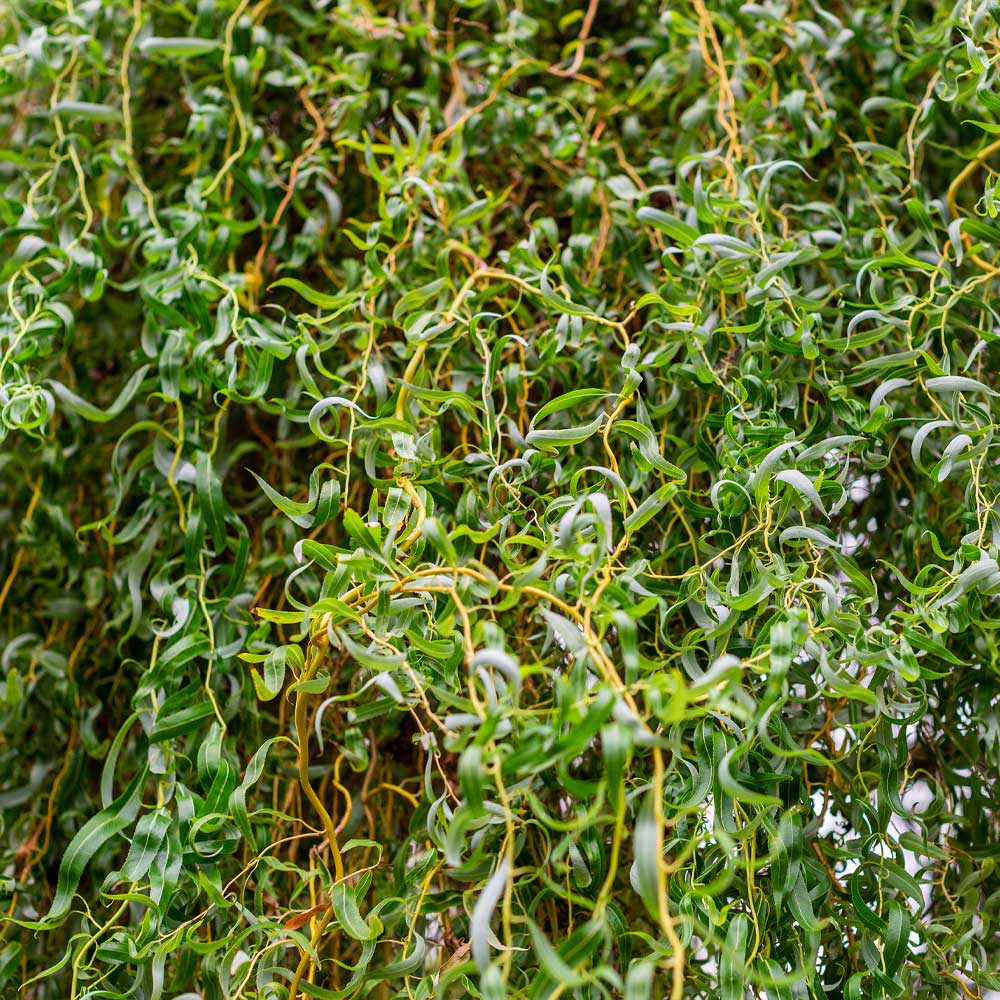 SALIX matsudana Corkscrew Willow Tree