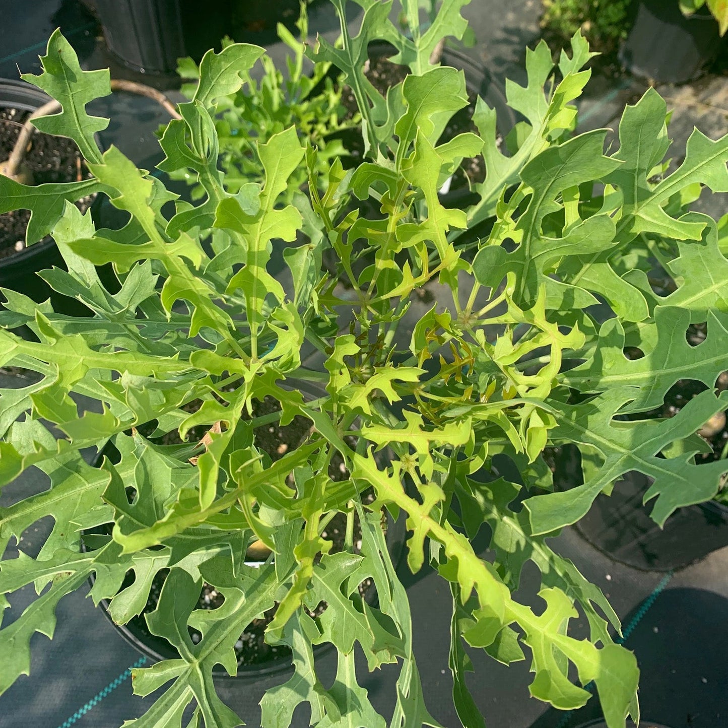 CUSSONIA paniculata African Cabbage Tree