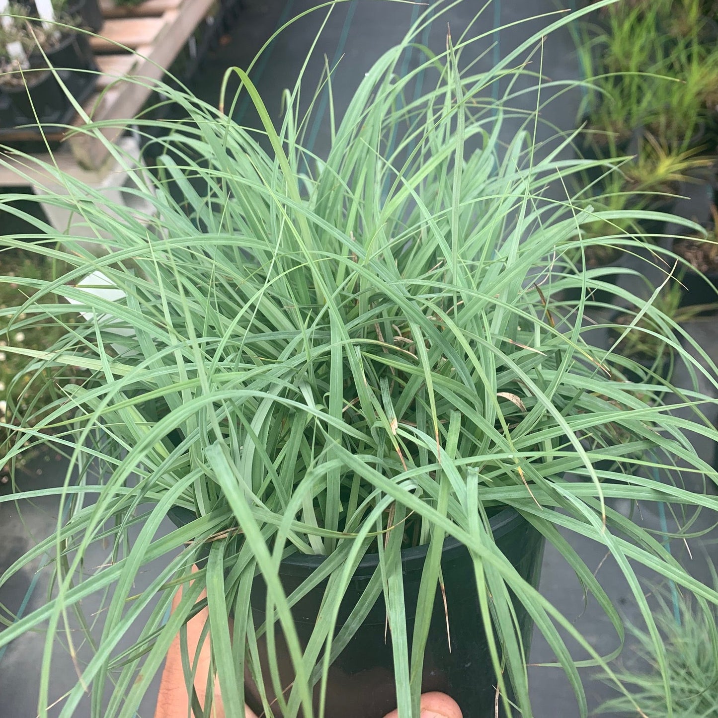 CAREX flacca Blue Zinger Sedge