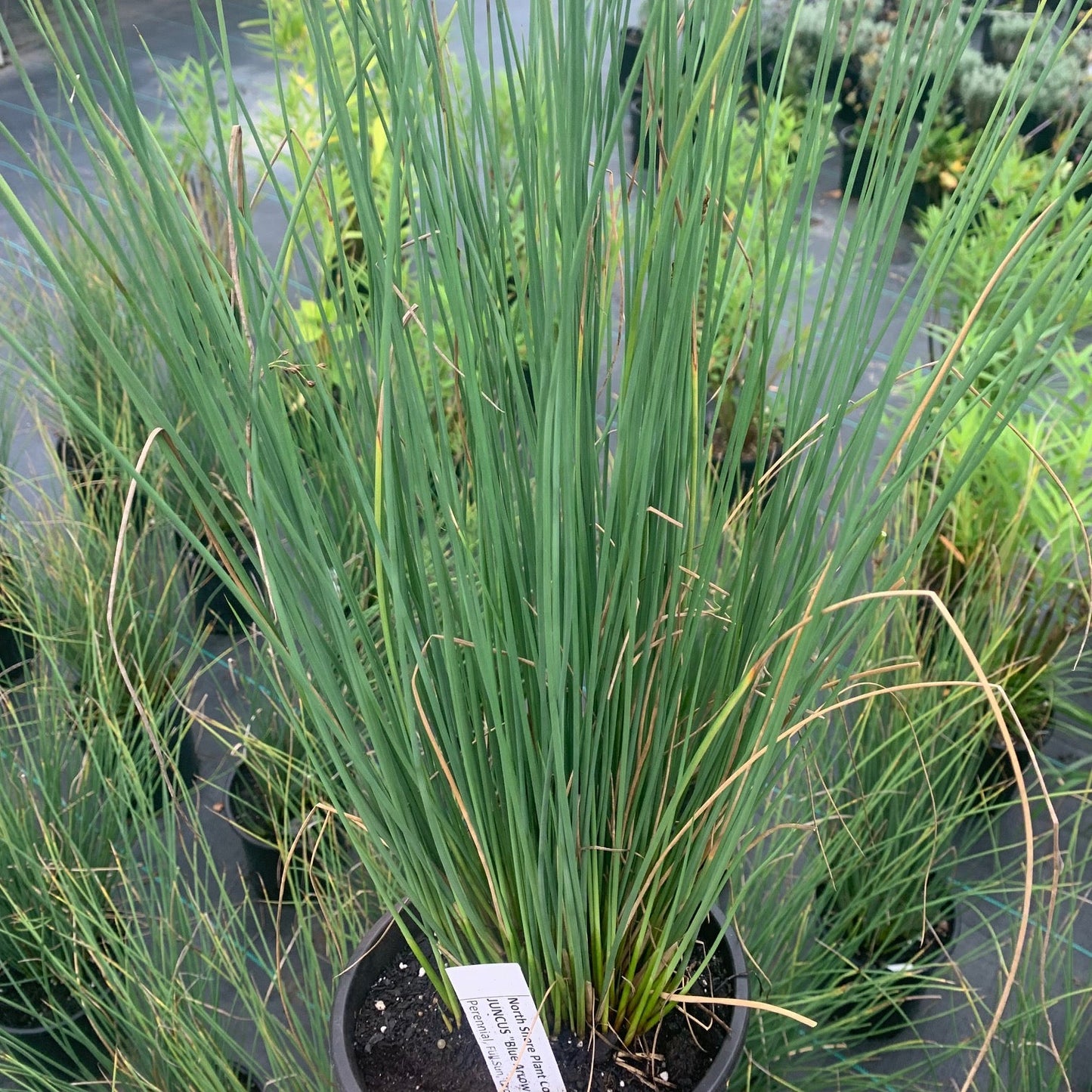 JUNCUS inflexus Blue Arrows Rush