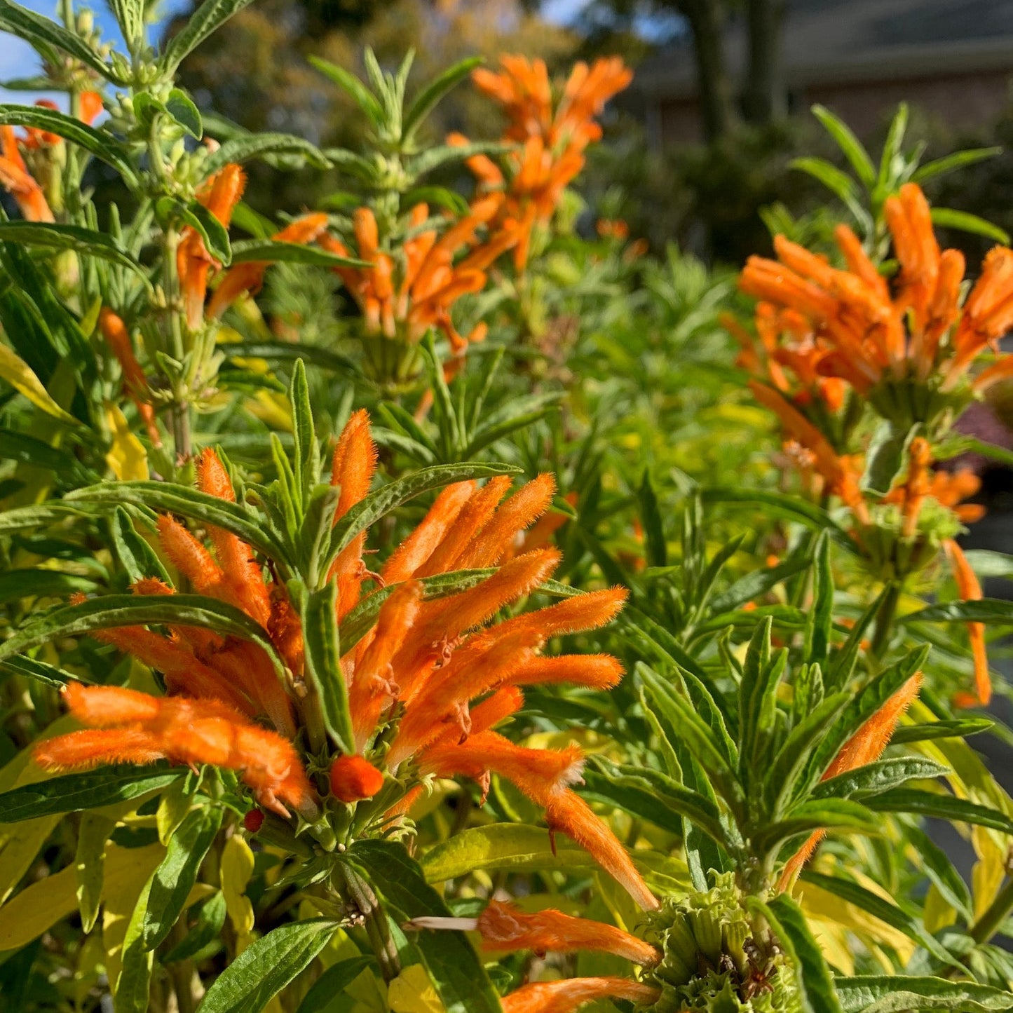 LEONOTIS leonurus Lion's Ear
