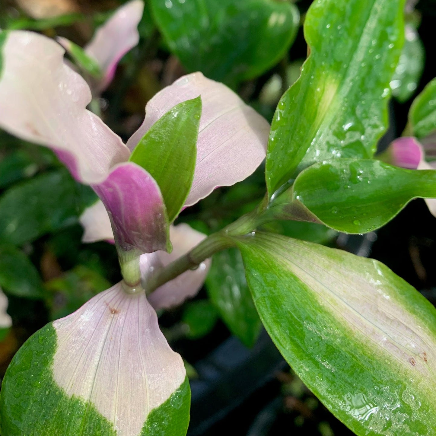 TRADESCANTIA andersoniana Blushing Bride