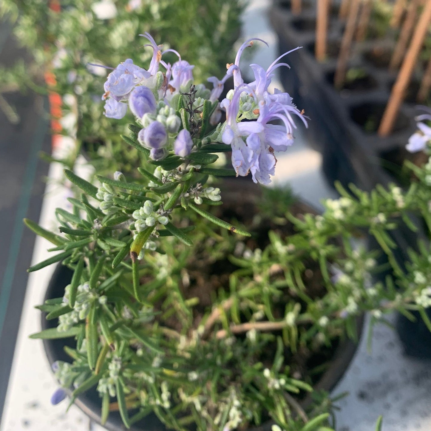 ROSMARINUS officinalis Rosemary Huntington Carpet