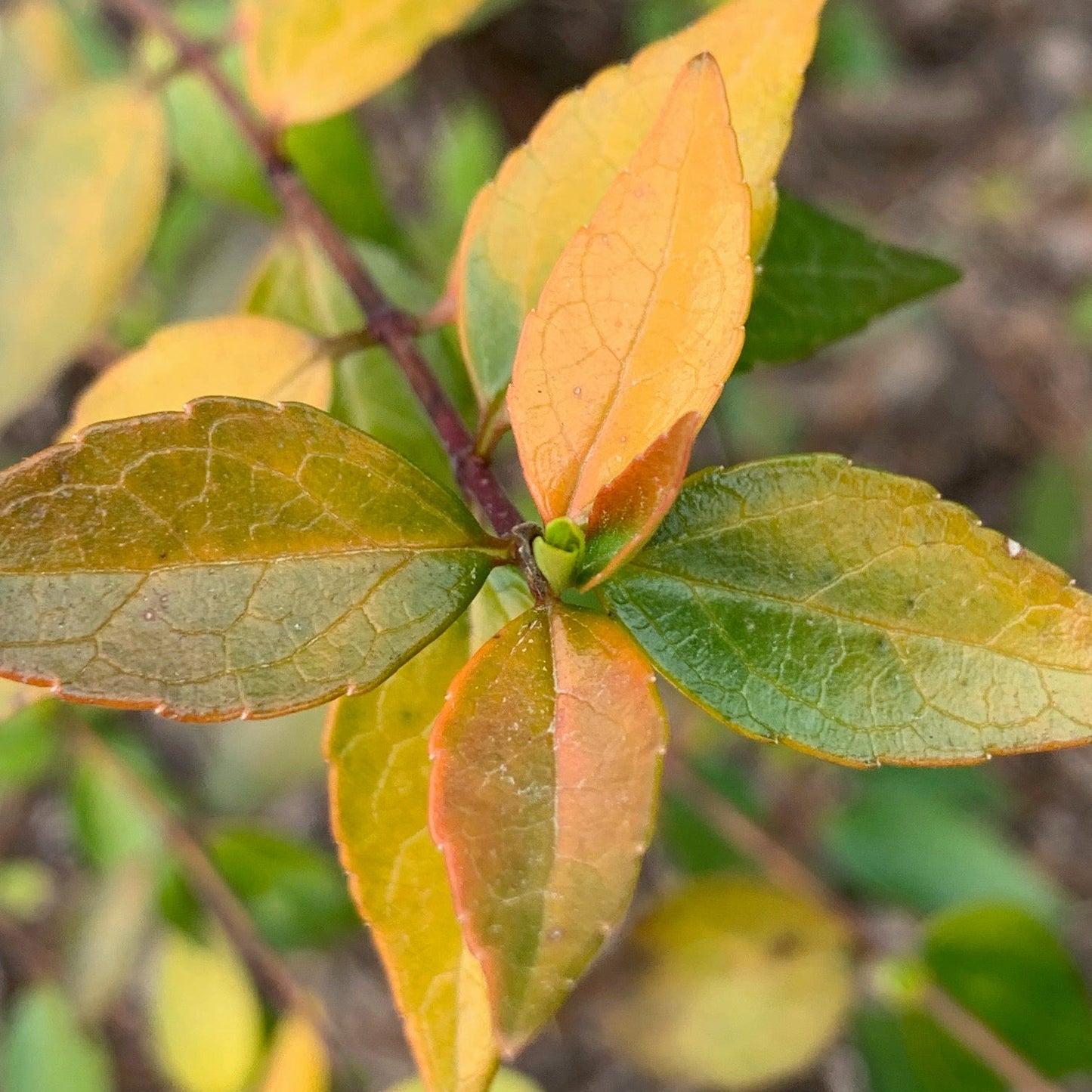 ABELIA x grandiflora Francis Mason Golden Abelia