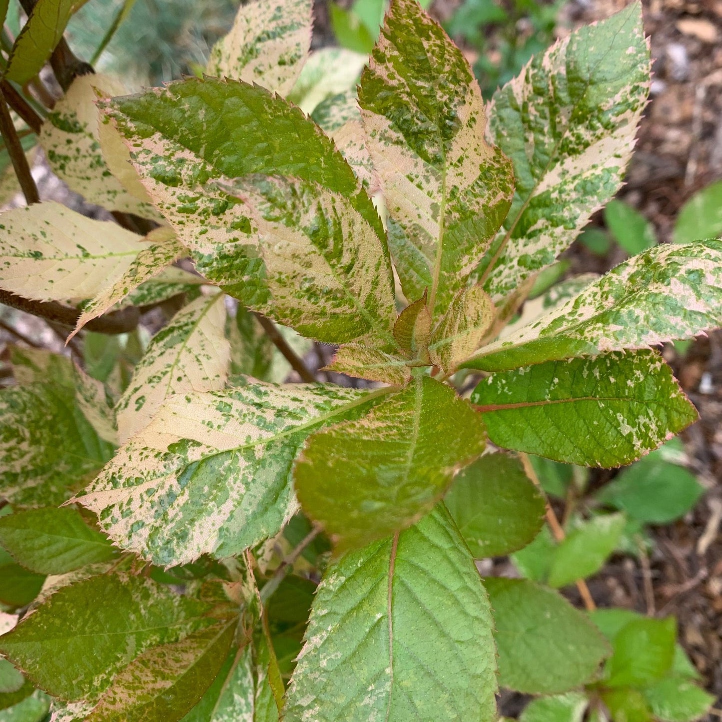 CLETHRA barbinervis Takeda Nishiki Variegated Japanese Clethra