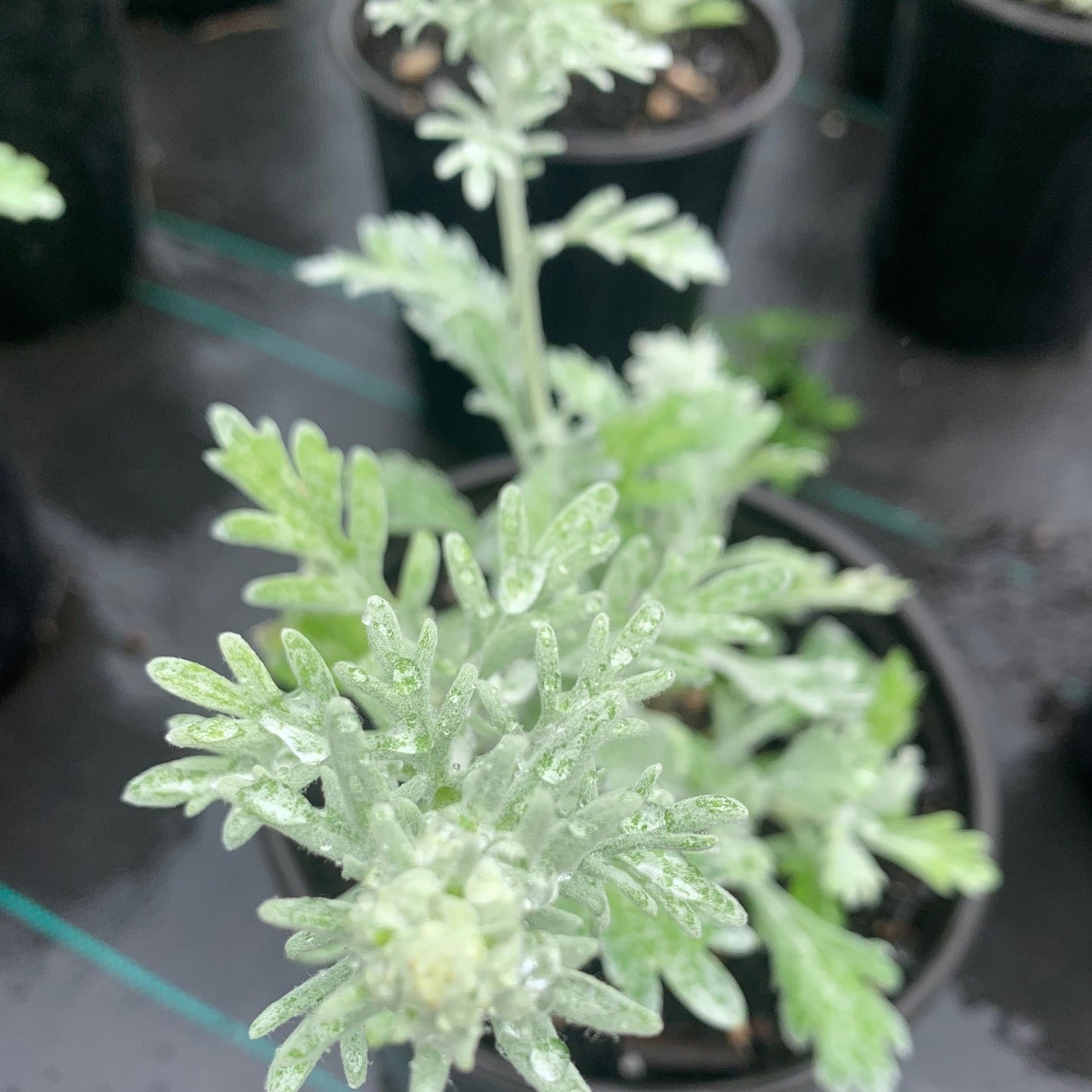 ARTEMESIA stelleriana Silver Brocade Wormwood