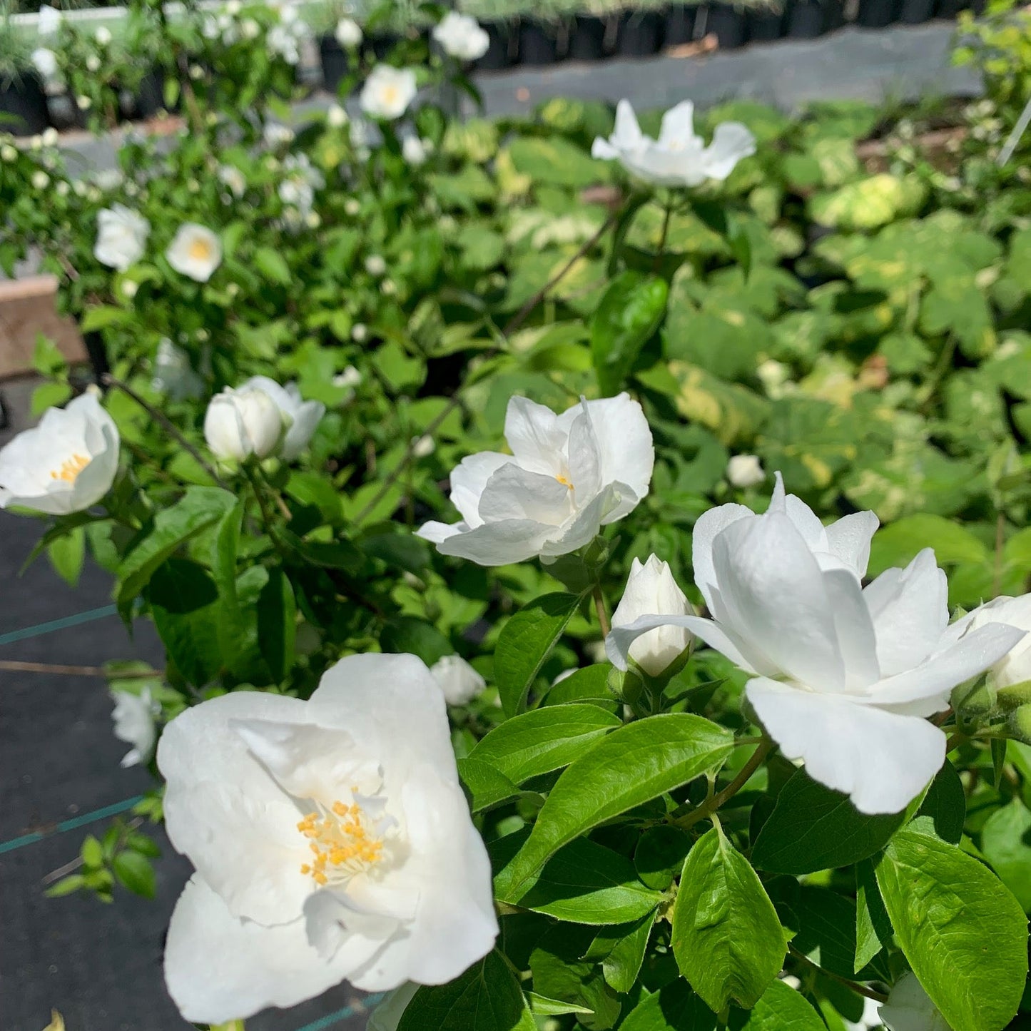 PHILADELPHUS virginalis Snowbelle Mock Orange