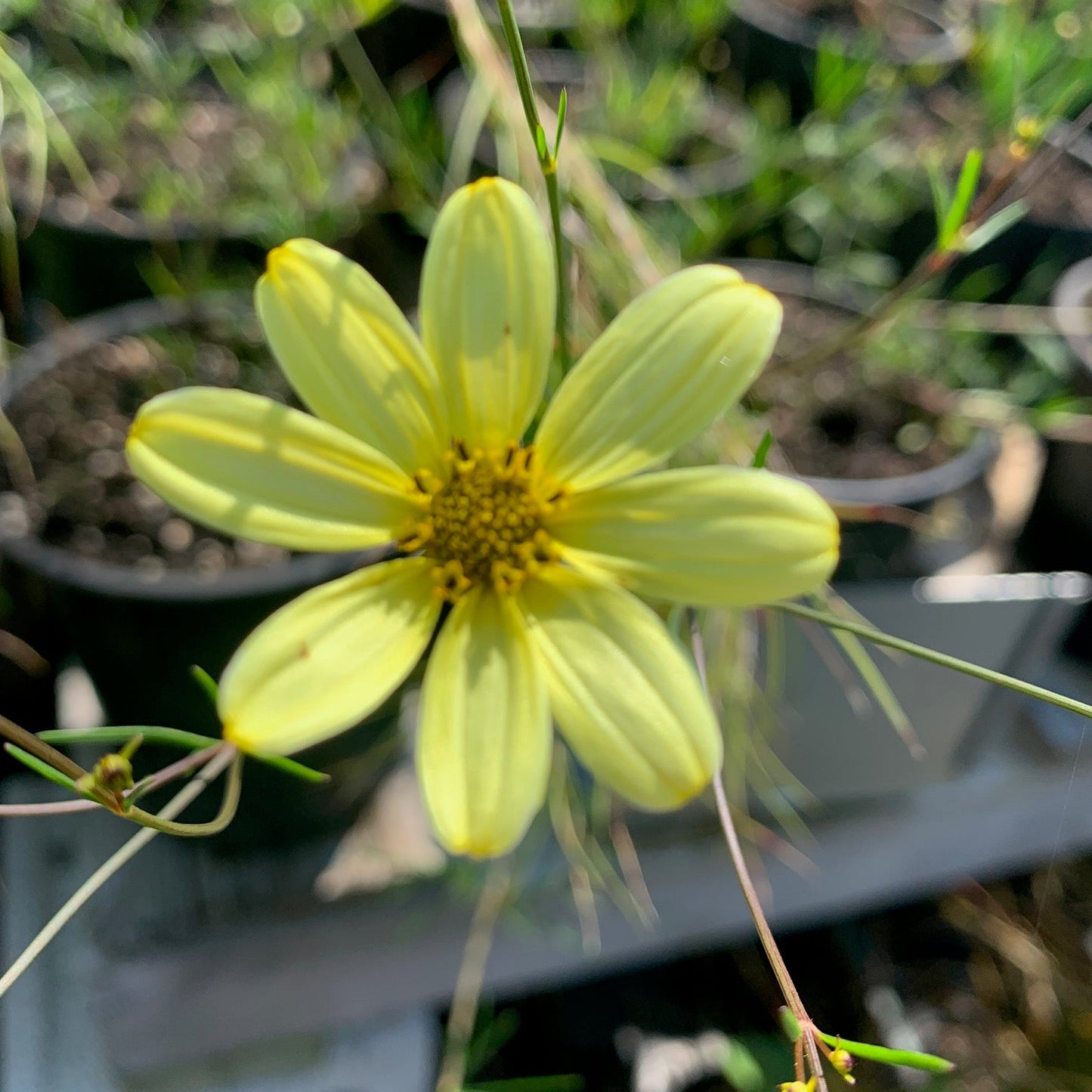 COREOPSIS verticillata Moonbeam Threadleaf Tickseed