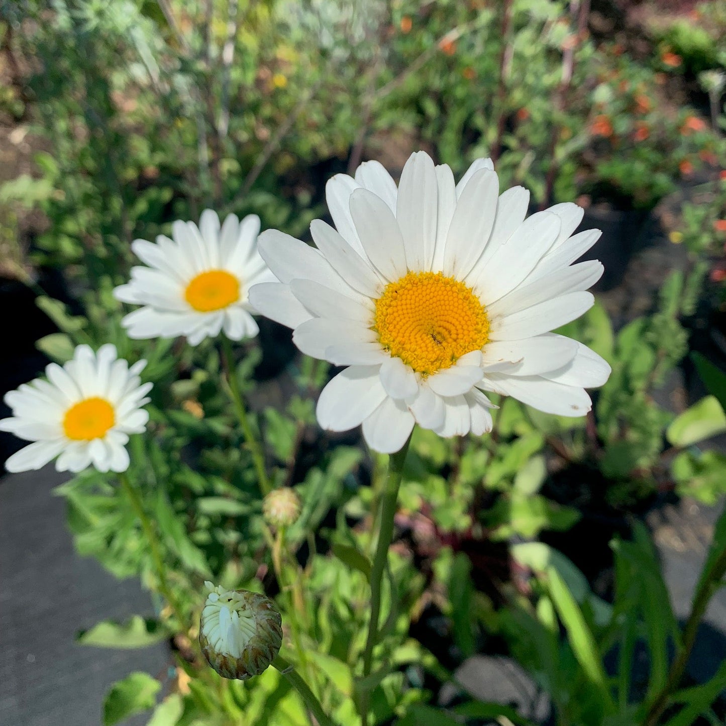LEUCANTHEMUM × superbum Common White Shasta Daisy