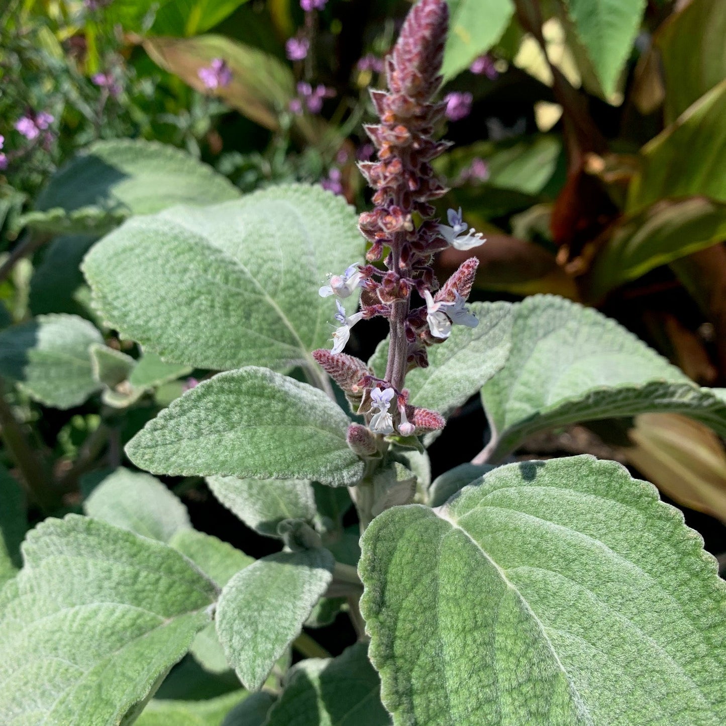 PLECTRANTHUS argentatus Silver Spurflower