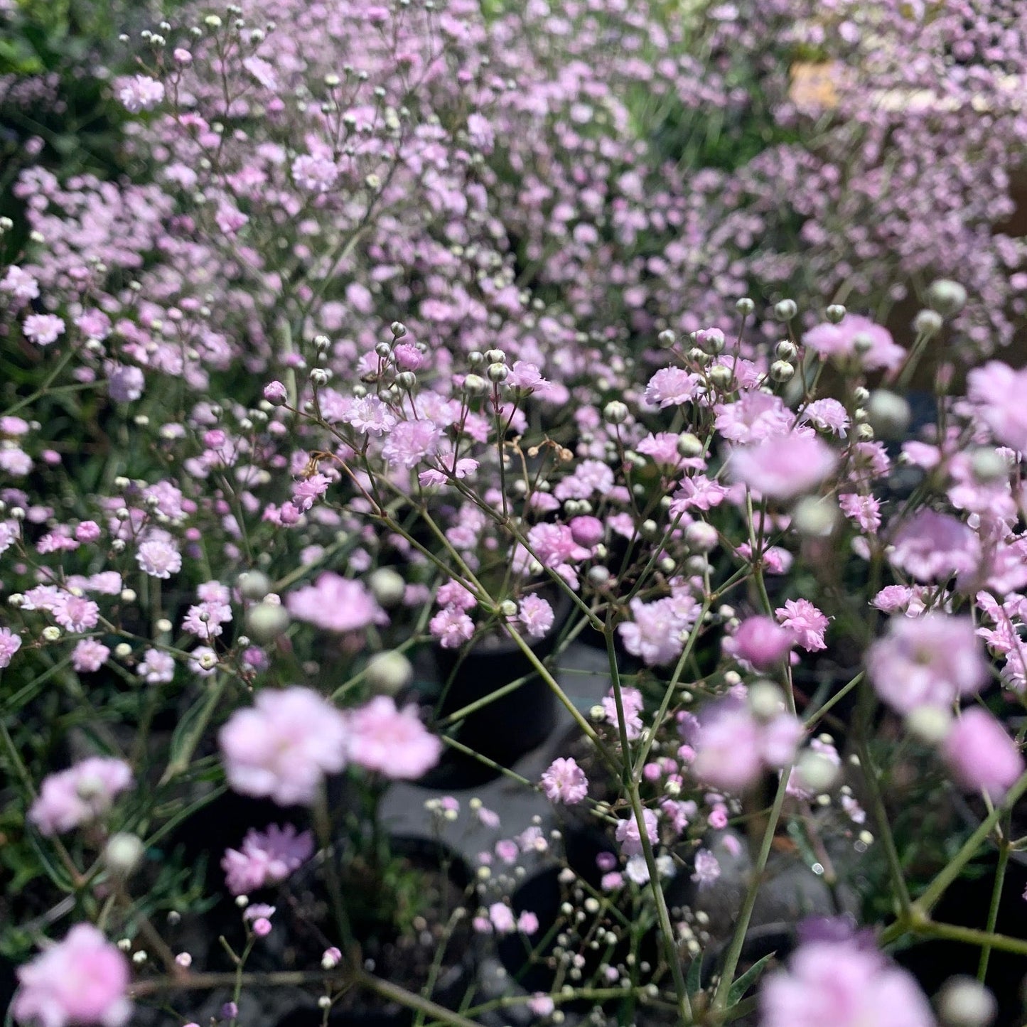 GYPSOPHILA paniculata Pink Lady Baby's Breath