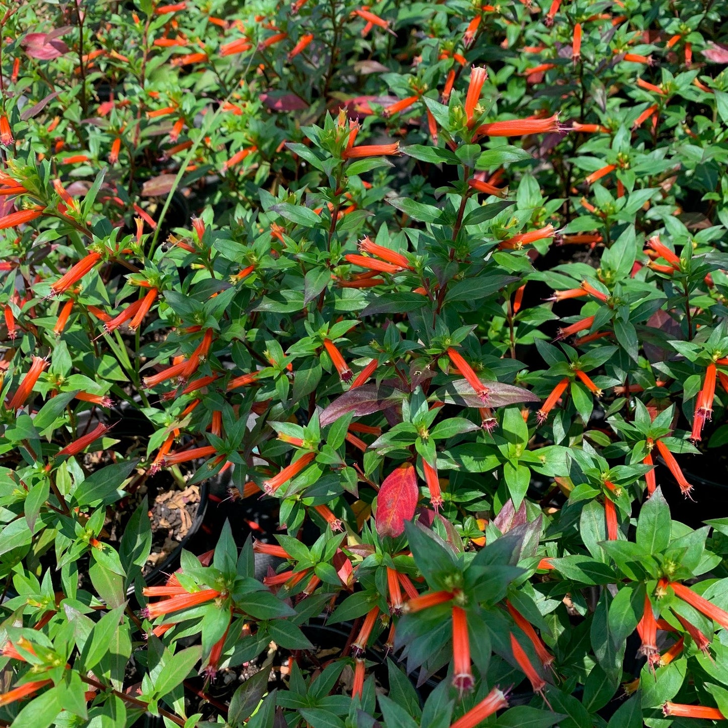 CUPHEA hybrid David Verity Cigar Plant