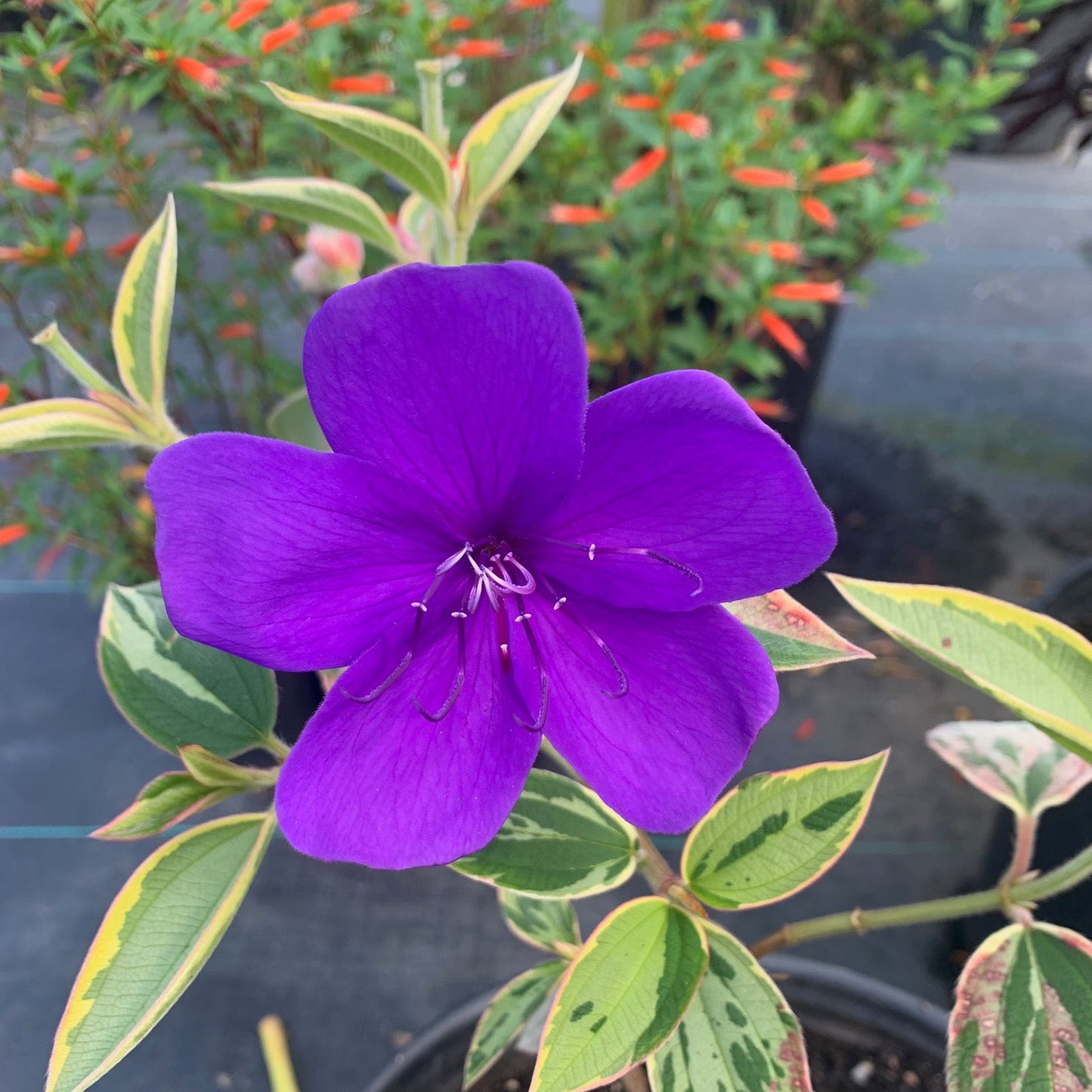 TIBOUCHINA urvilleana variegata Variegated Princess Flower