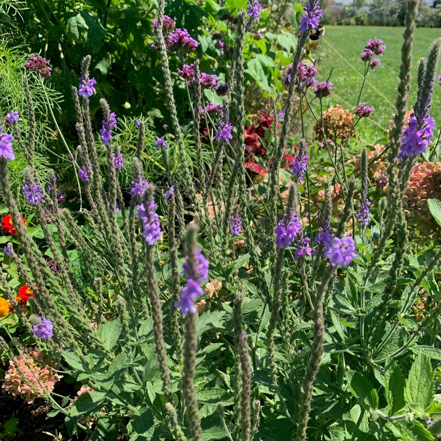 VERBENA hastata Blue Spires Vervain