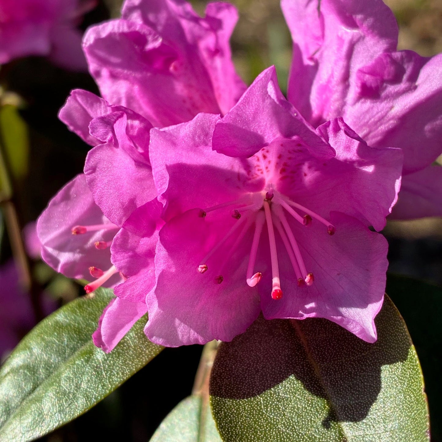 RHODODENDRON catawbiense Purpureum Elegans Purple Rhododendron