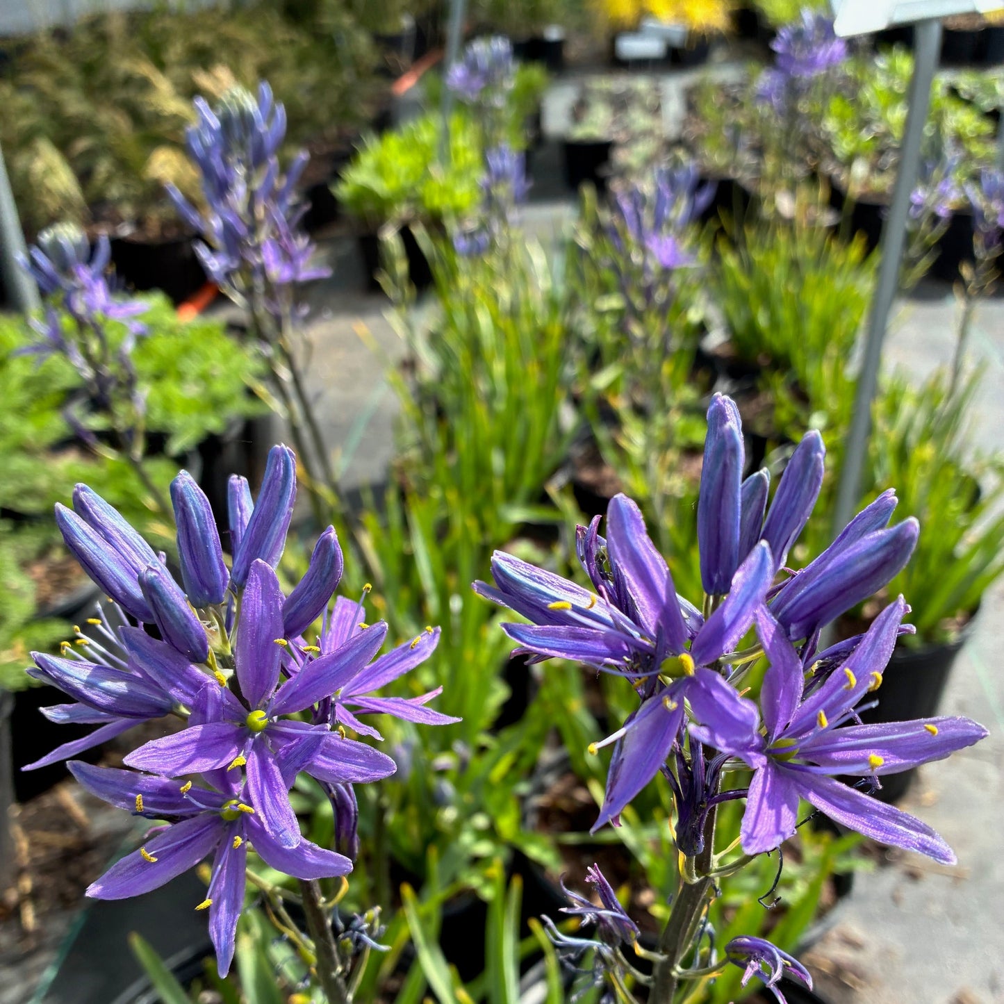 CAMMASSIA quamash Wild Blue Hyacinth