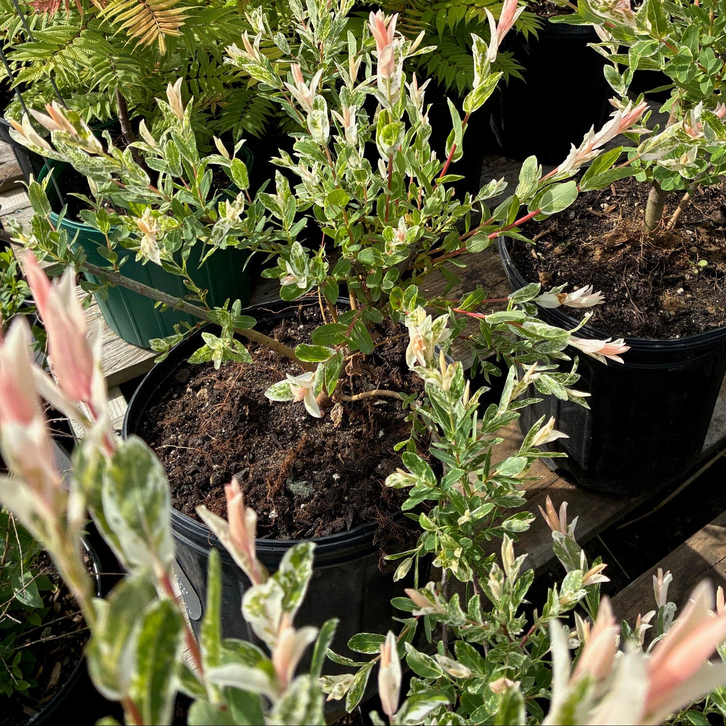 SALIX integra Hakuro Nishiki Dappled Willow