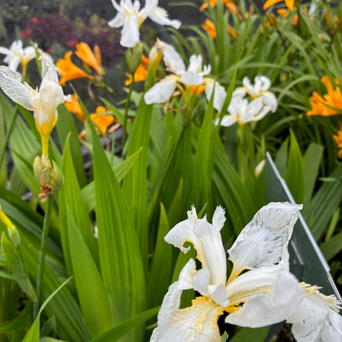 IRIS tectorum Japanese White Roof Iris
