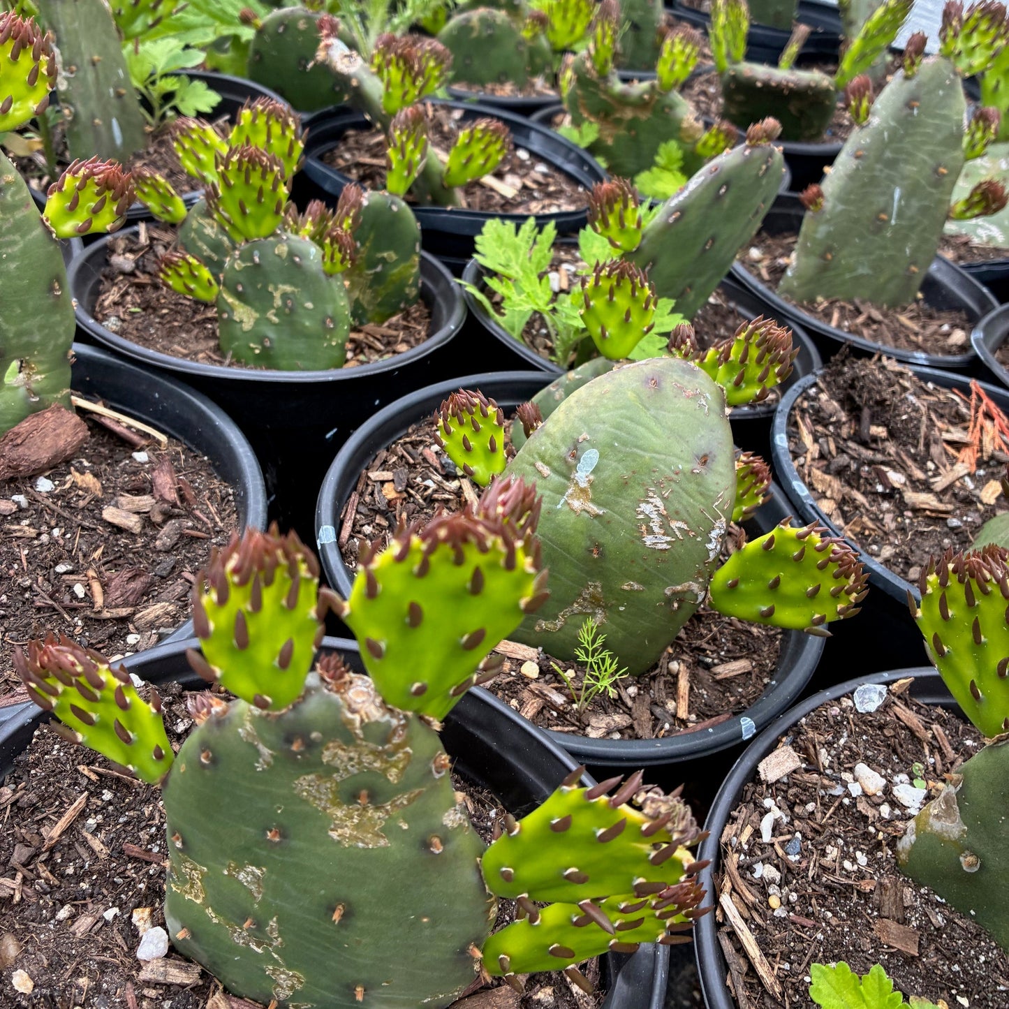 OPUNTIA humifusa Prickly Pear Cactus