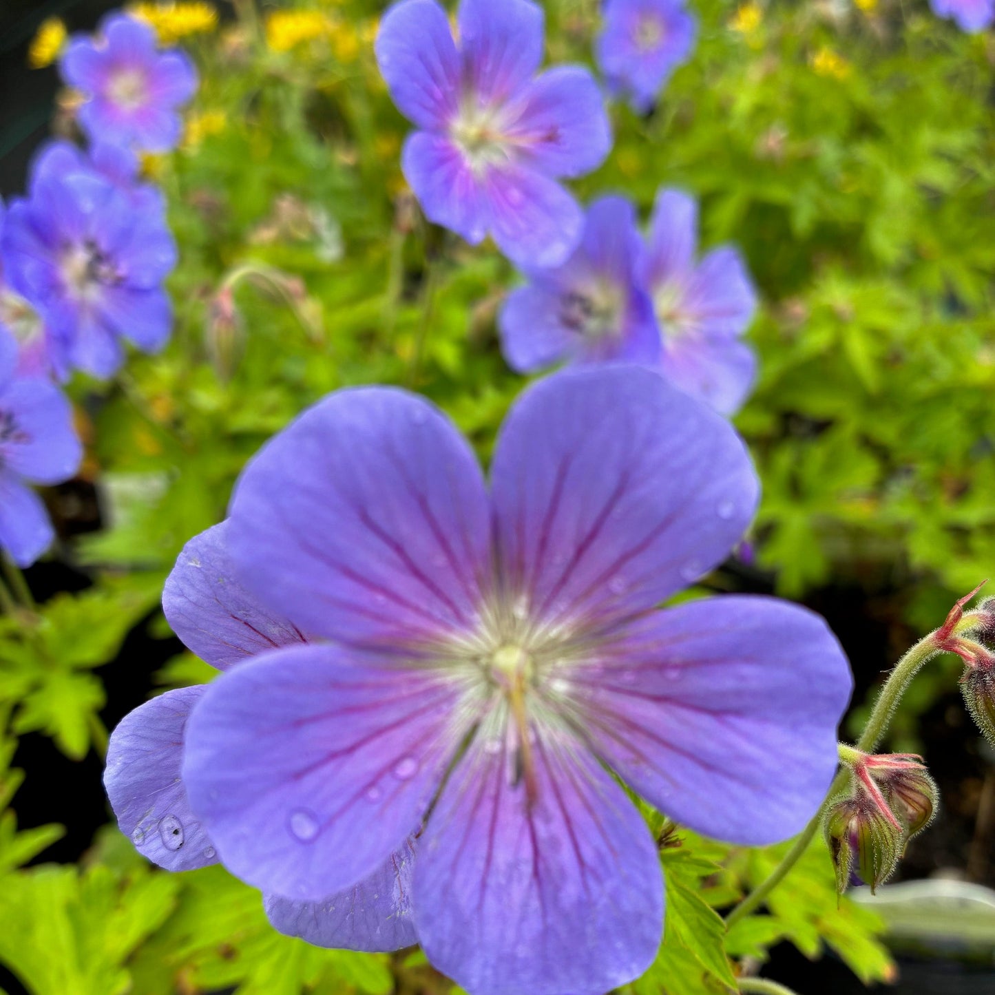 GERANIUM hybrid Johnsons Blue Geranium