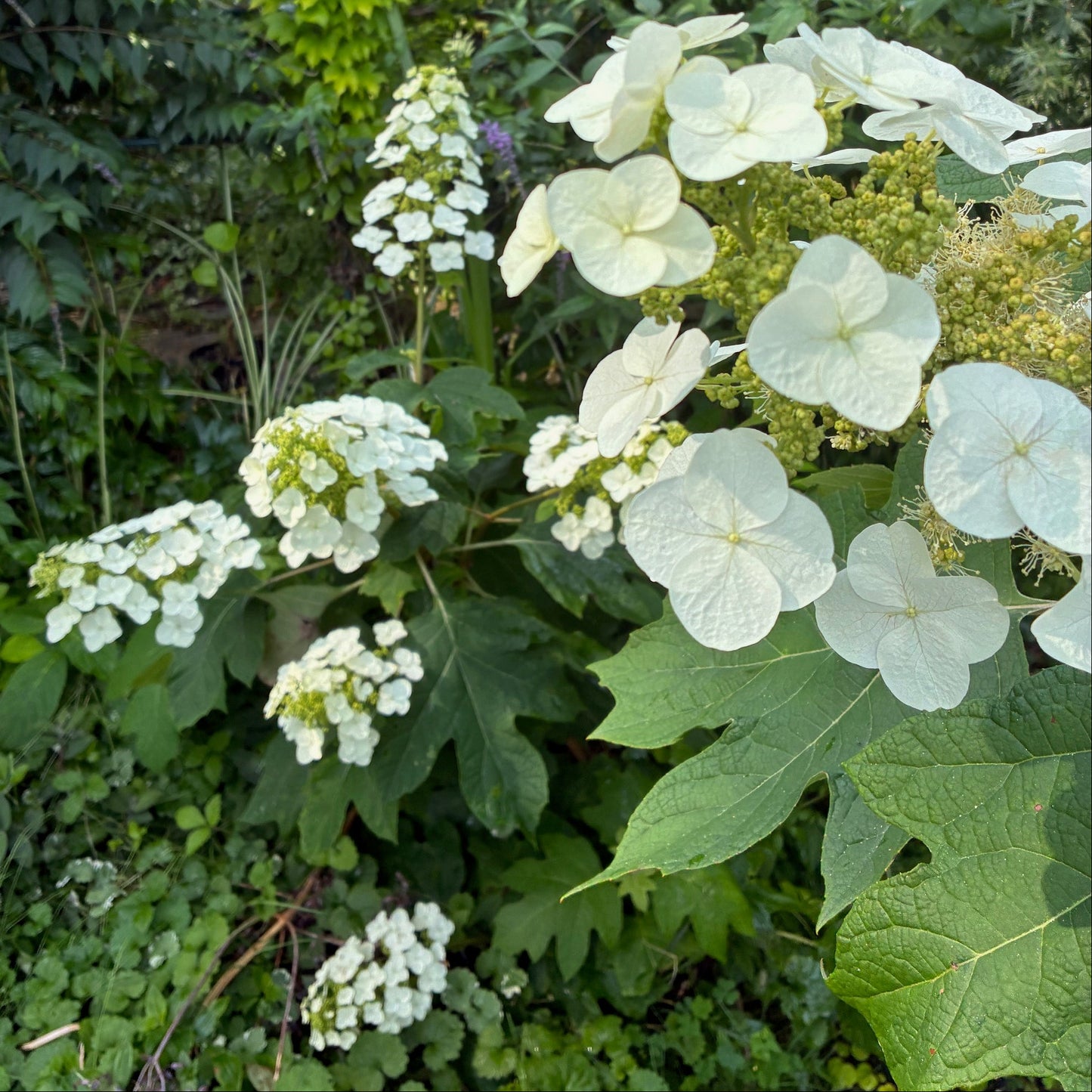 HYDRANGEA quercifolia Oakleaf Hydrangea