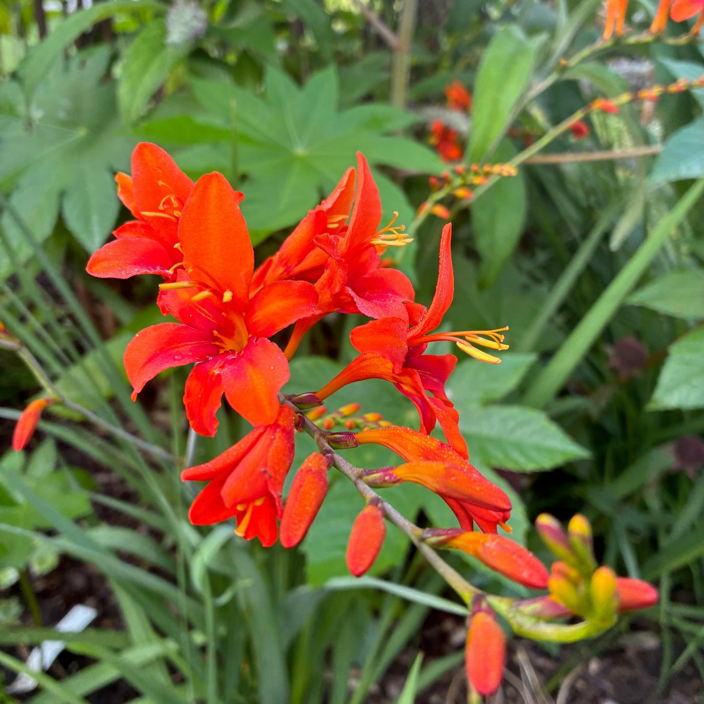CROCOSMIA hybrid Lucifer Montbretia