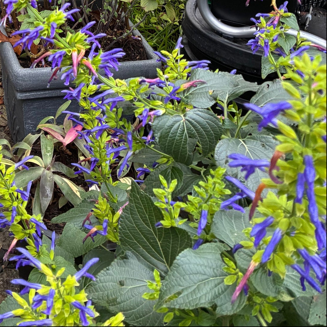 SALVIA mexicana Limelight Mexican Sage