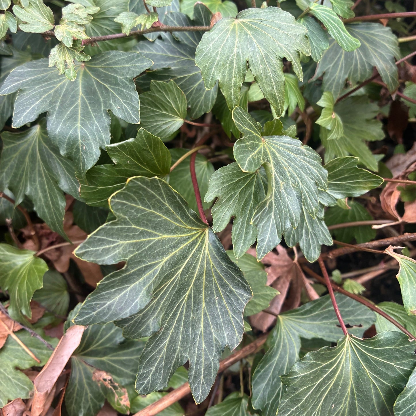 HEDERA helix Scallop Leaf Ivy