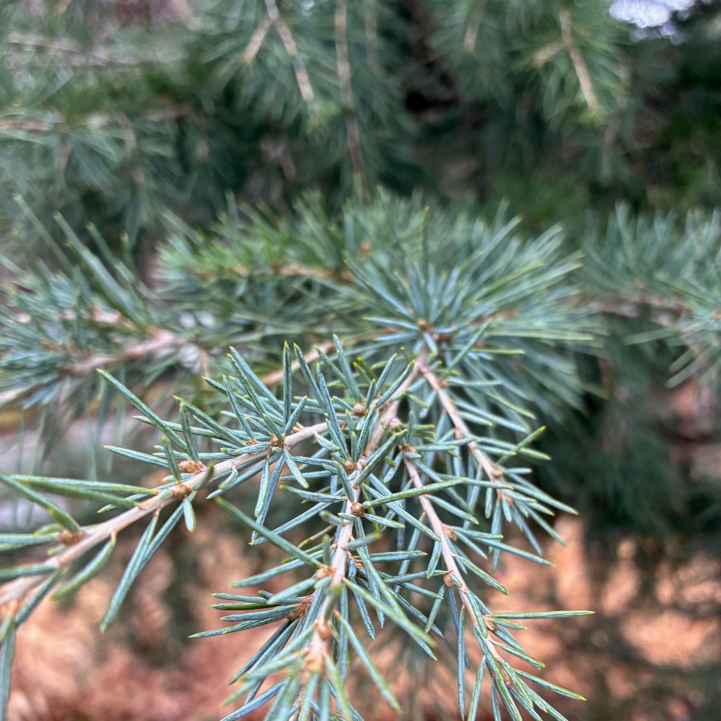 CEDERUS deodara Sanders Blue Deodar Cedar