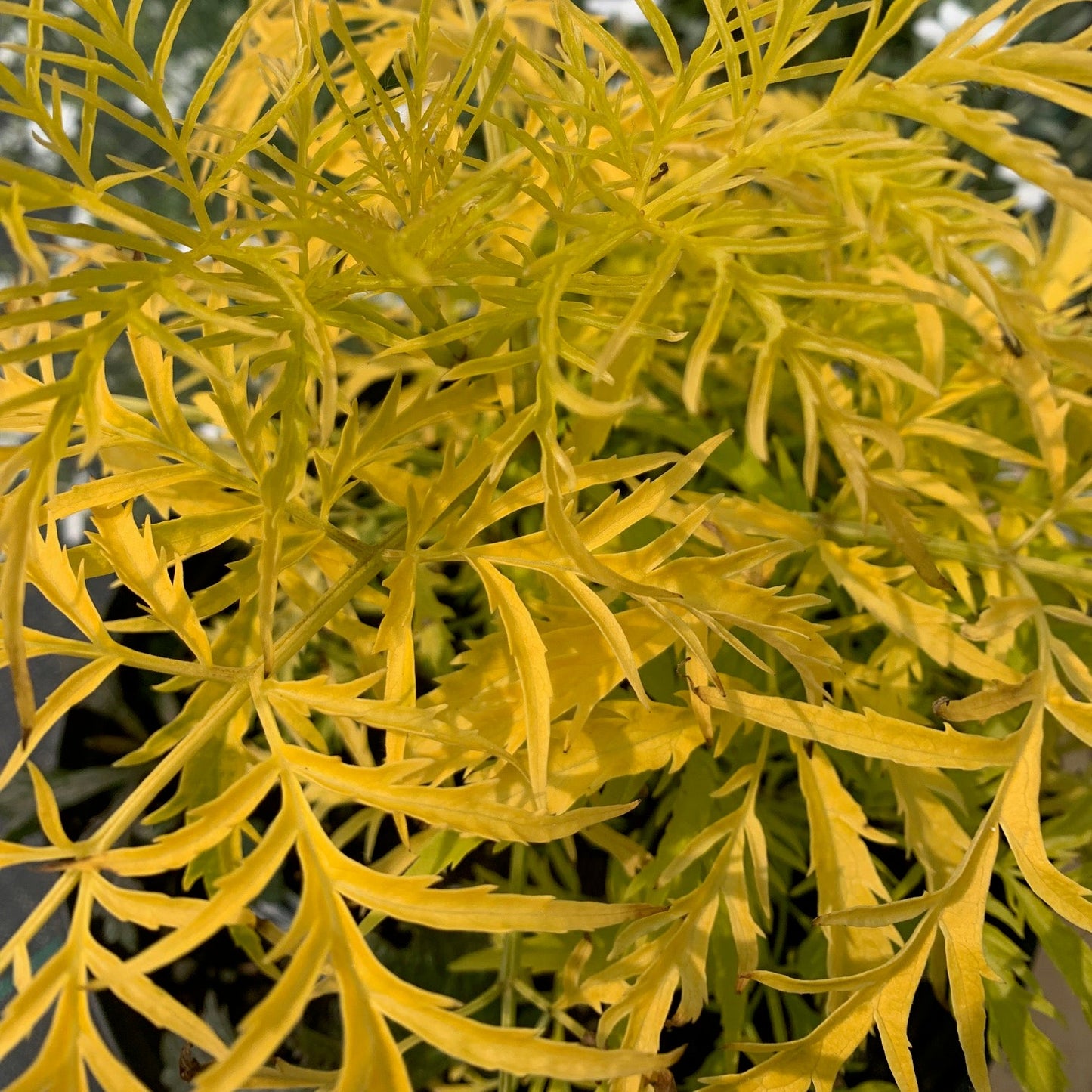 SAMBUCUS racemosa Sutherland Gold Elderberry