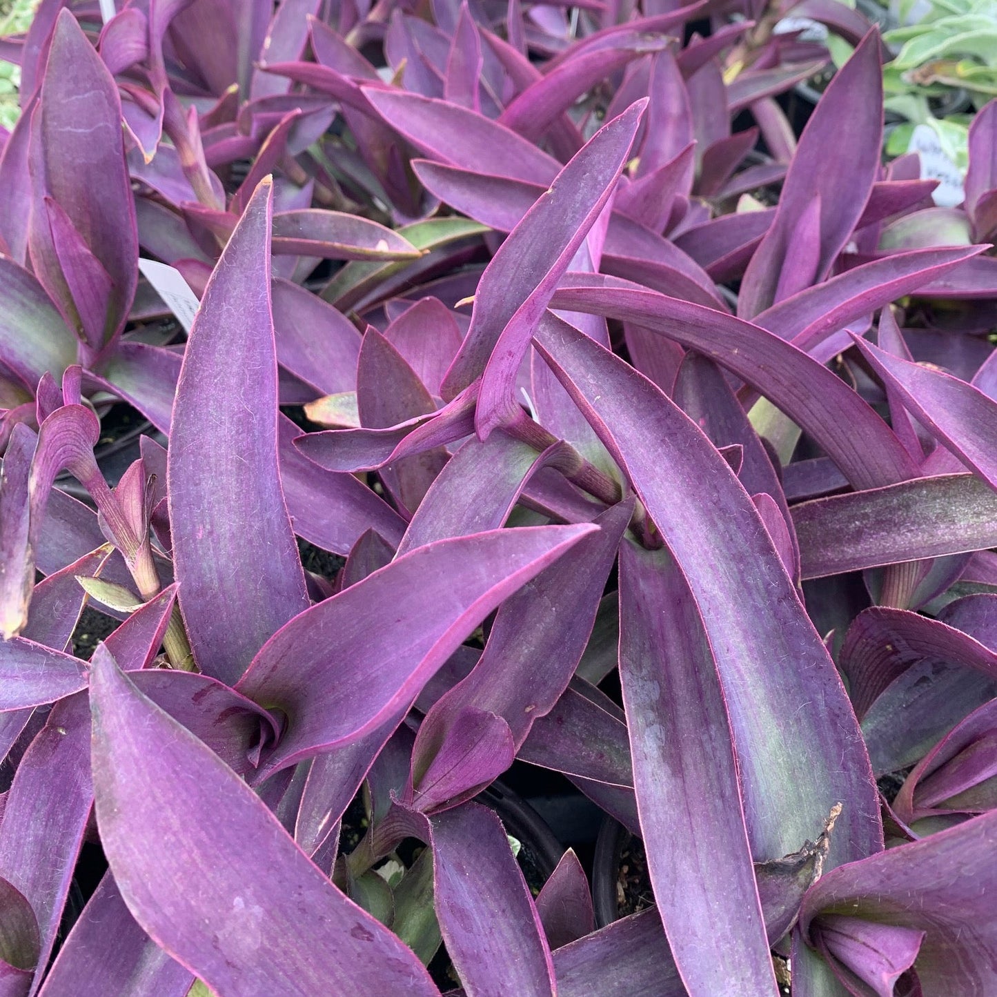 TRADESCANTIA pallida Purple Heart